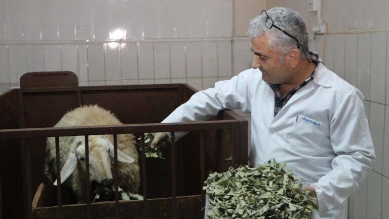 calismalar-gosterdi-sumak-ve-menengic-yapragi-hayvanlardan-kaynakli-metan-salinimini-azaltiyor-y38TYHdD.jpg